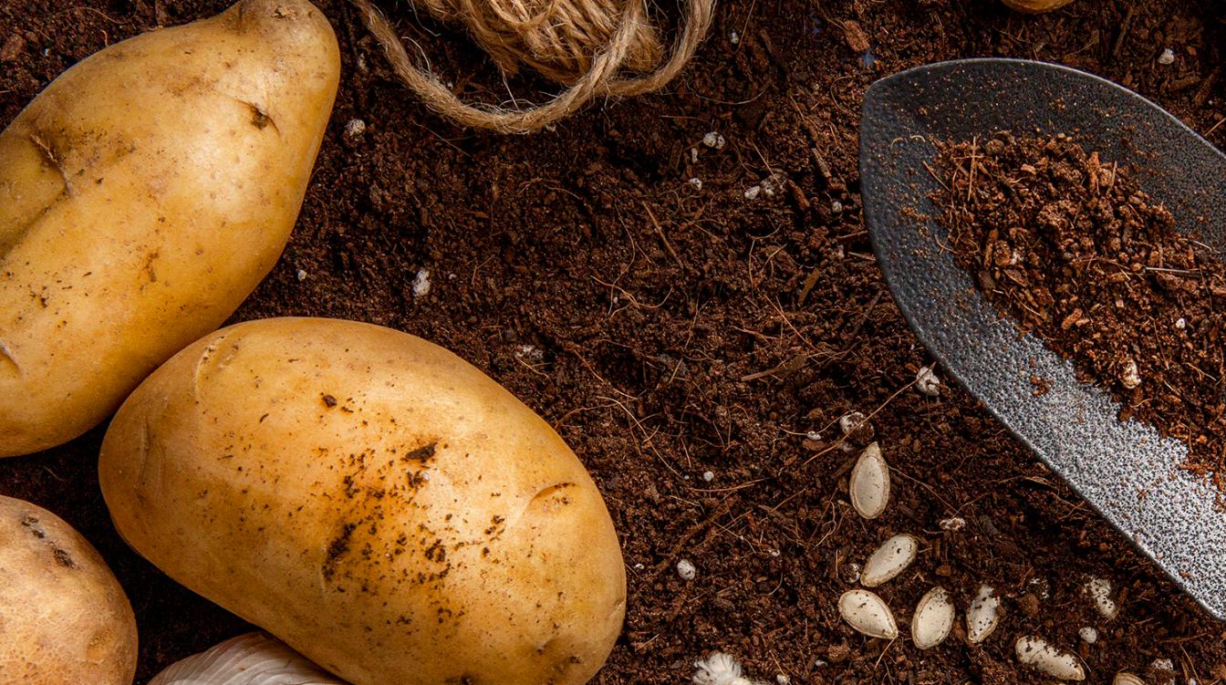 Богатейший урожай картошки благодаря копеечному средству при посадке