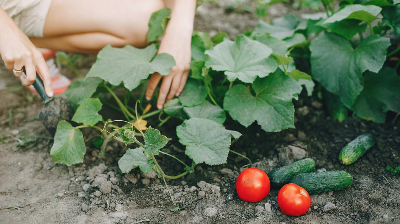 Обязательно подвергните взошедшие семена томатов этим процедурам: очень важно